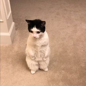 Meet your Posher, Jeren